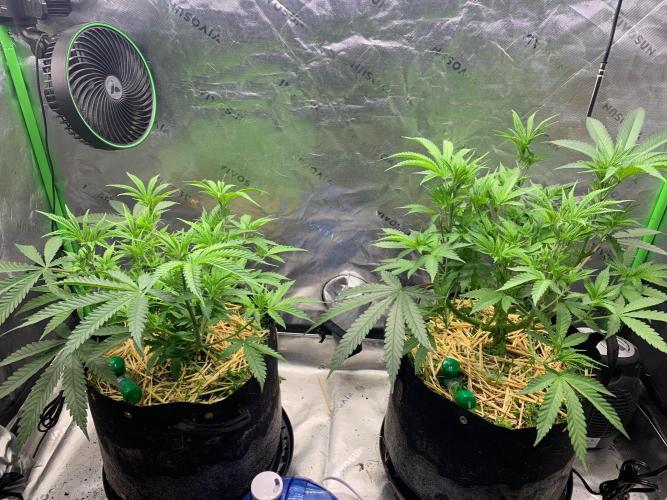 R11: Purple Ghost Candy. Week 7 - 11/22/25