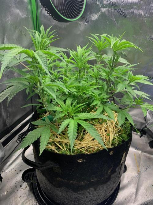 R11: Purple Ghost Candy. Week 7 - 11/22/25