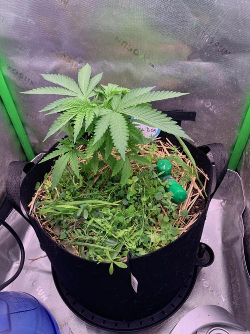 R12: Fuel DOG. Week 5 - 11/22/25