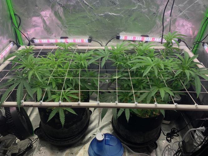 R11: Purple Ghost Candy. Week 8 - 11/26/25