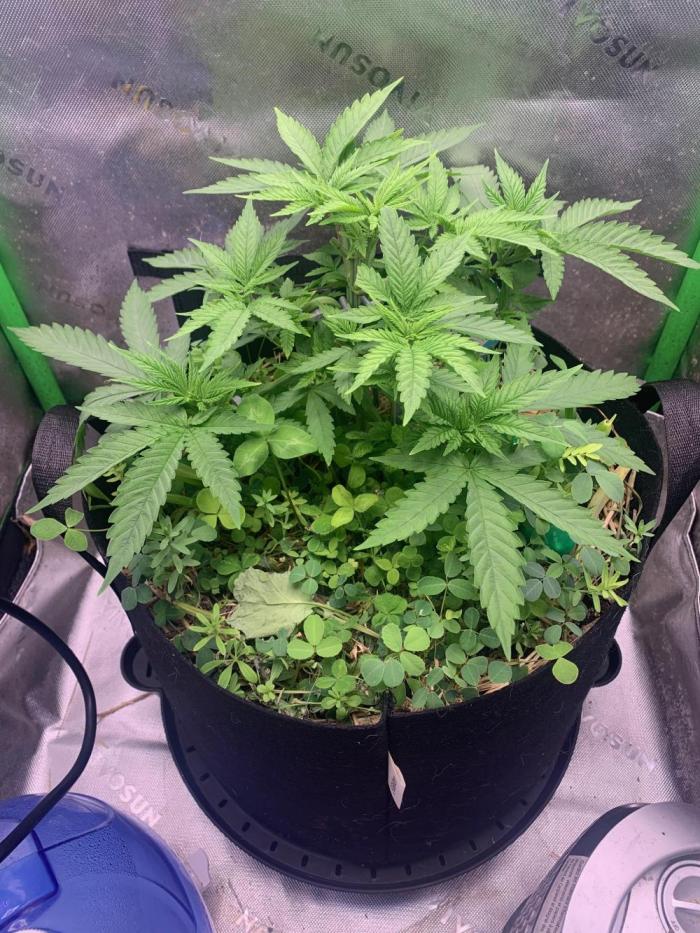 R12: Fuel DOG. Week 6 - 11/29/25