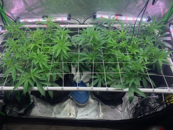 R11: Purple Ghost Candy. Week 9 - 11/30/25