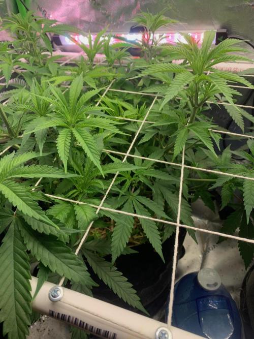 R11: Purple Ghost Candy. Week 9 - 11/30/25