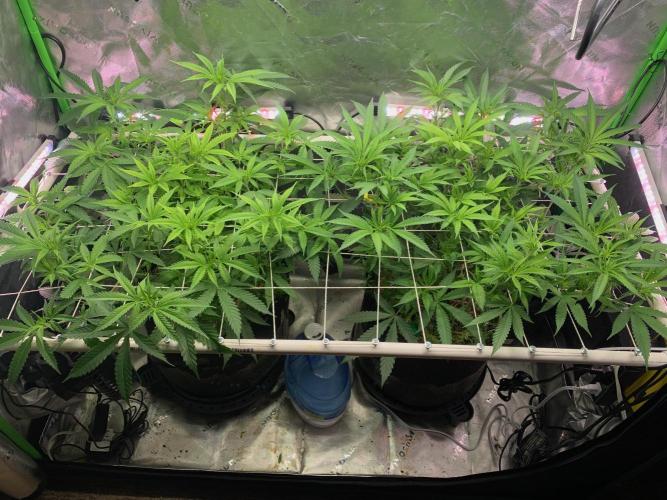 R11: Purple Ghost Candy. Week 9 - 12/4/25