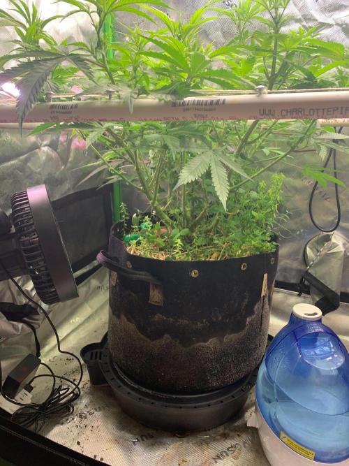 R11: Purple Ghost Candy. Week 9 - 12/4/25