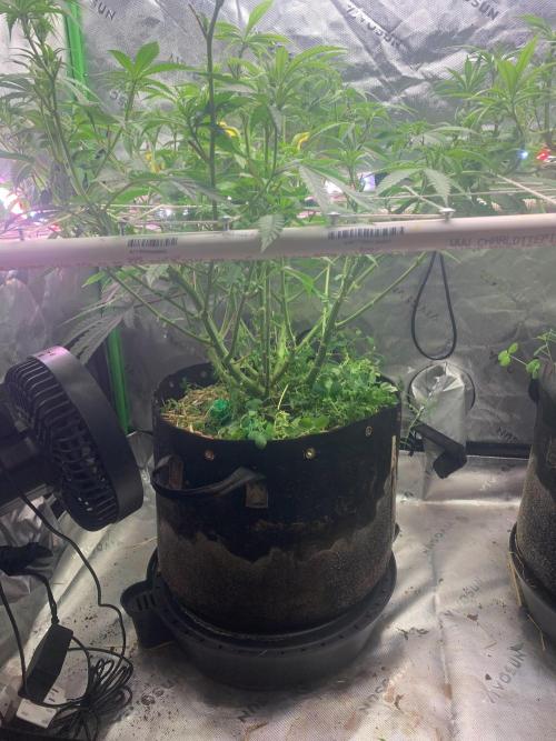 R11: Purple Ghost Candy. Week 10 - 12/8/25 - Ladies got their legs shaved.