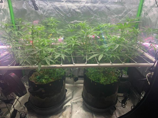 R11: Purple Ghost Candy. Week 10 - 12/10/25