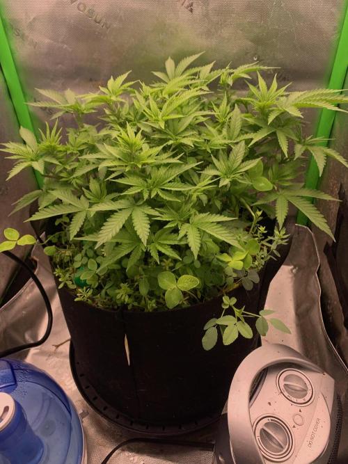 R12: Fuel DOG. Week 8 - 12/12/25 - Before defol, top dress.