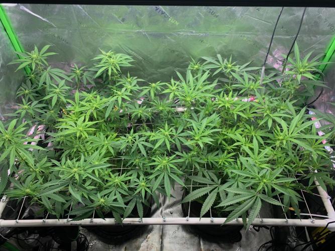 R11: Purple Ghost Candy. Week 11 - 12/14/25