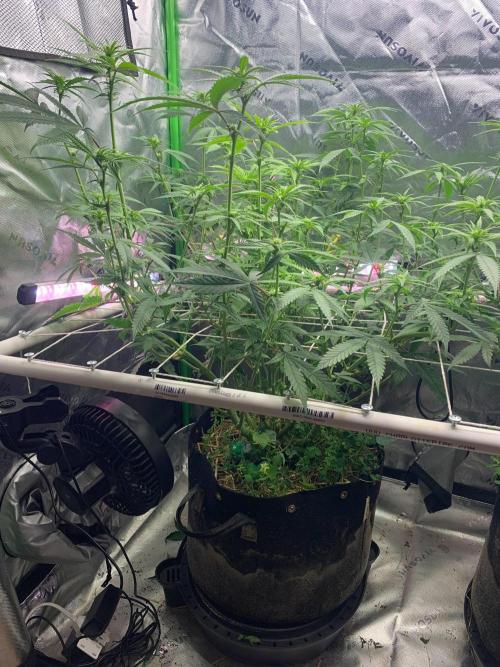 R11: Purple Ghost Candy. Week 11 - 12/14/25