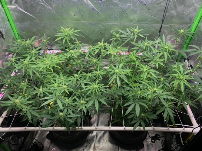 R11: Purple Ghost Candy. Week 11 - 12/18/25