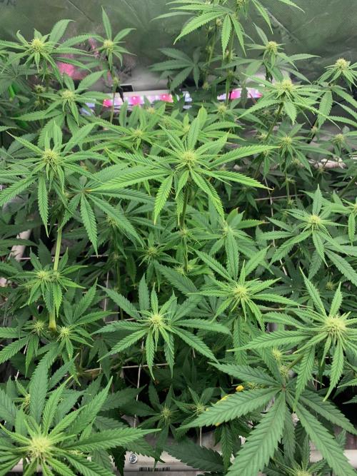 R11: Purple Ghost Candy. Week 11 - 12/18/25