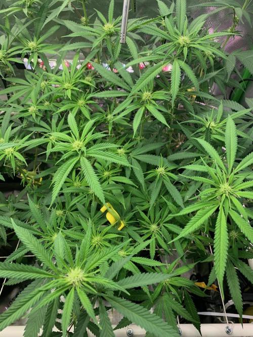 R11: Purple Ghost Candy. Week 11 - 12/18/25