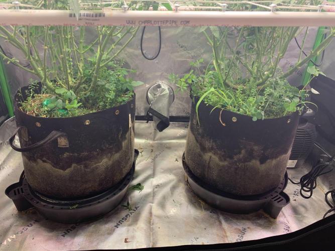 R11: Purple Ghost Candy. Week 11 - 12/18/25