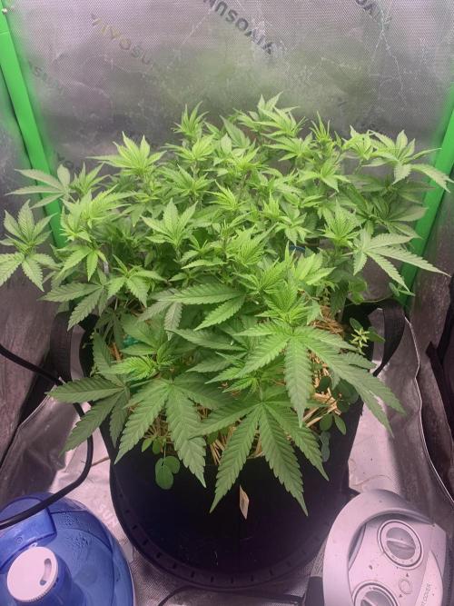 R12: Fuel DOG. Week 9 - 12/19/25