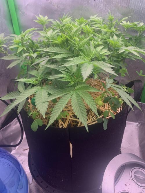 R12: Fuel DOG. Week 9 - 12/19/25