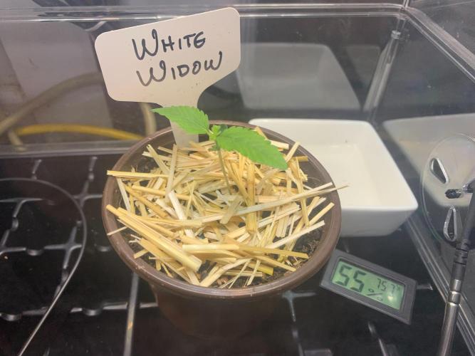 R14: White Widow. Week 2 - 12/20/25