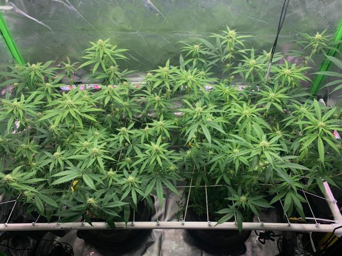 R11: Purple Ghost Candy. Week 12 - 12/21/25