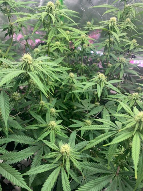 R11: Purple Ghost Candy. Week 12 - 12/21/25