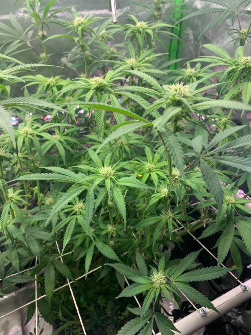 R11: Purple Ghost Candy. Week 12 - 12/21/25