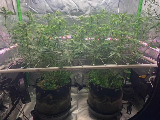 R11: Purple Ghost Candy. Week 12 - 12/21/25