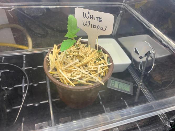 R14: White Widow. Week 2 - 12/22/25