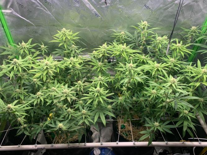 R11: Purple Ghost Candy. Week 12 - 12/26/25