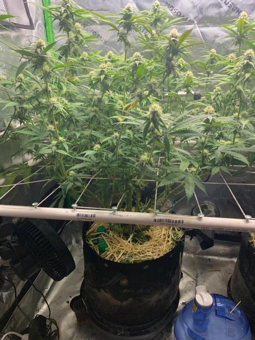 R11: Purple Ghost Candy. Week 12 - 12/26/25