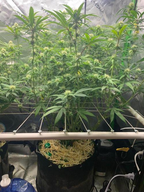 R11: Purple Ghost Candy. Week 12 - 12/26/25