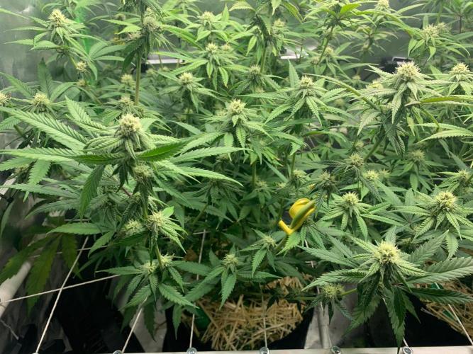 R11: Purple Ghost Candy. Week 12 - 12/26/25