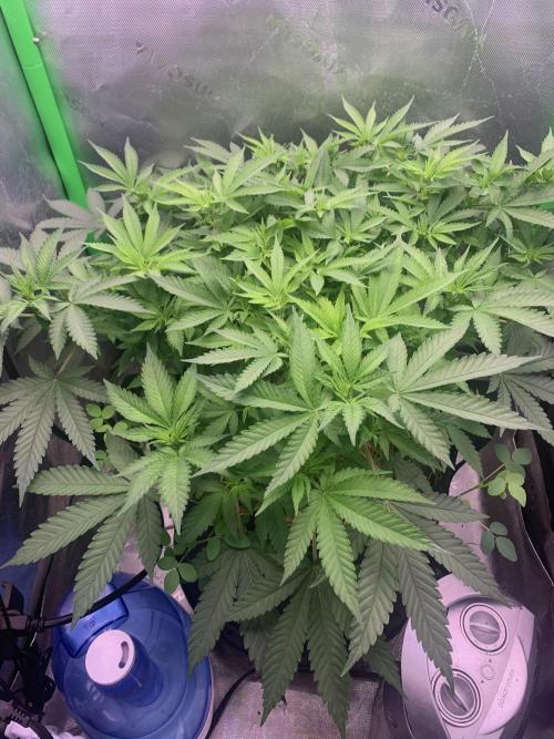 R12: Fuel DOG. Week 10 - 12/26/25