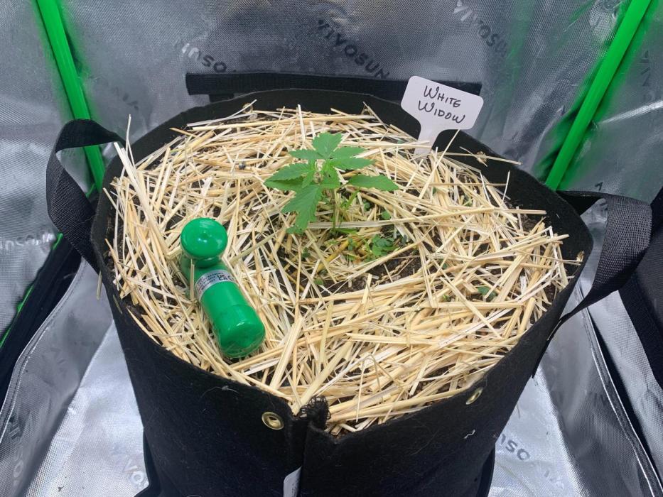 R14: White Widow. Week 3 - 12/27/25