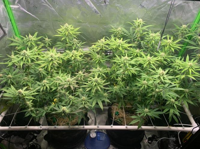 R11: Purple Ghost Candy. Week 13 - 12/28/25