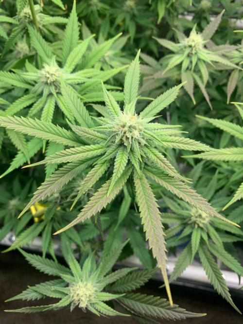 R11: Purple Ghost Candy. Week 13 - 12/28/25