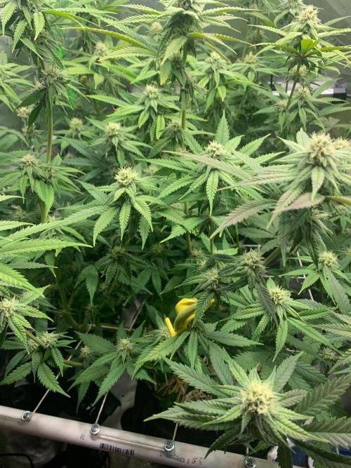 R11: Purple Ghost Candy. Week 13 - 12/28/25