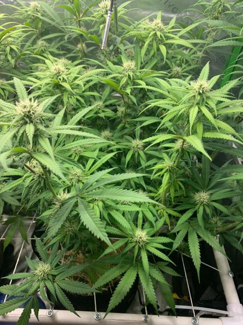 R11: Purple Ghost Candy. Week 13 - 12/28/25