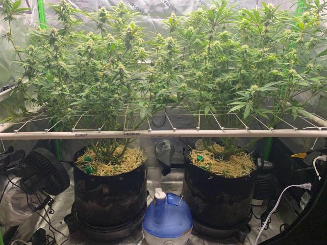 R11: Purple Ghost Candy. Week 13 - 12/28/25