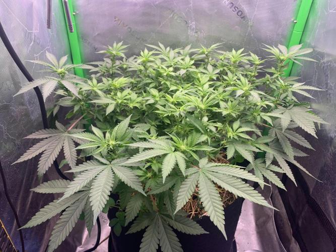 R12: Fuel DOG. Week 10 - 12/30/25