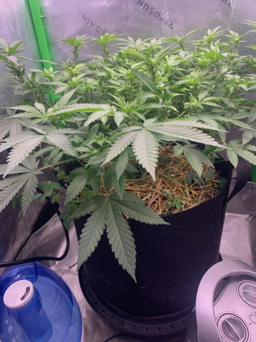 R12: Fuel DOG. Week 10 - 12/30/25