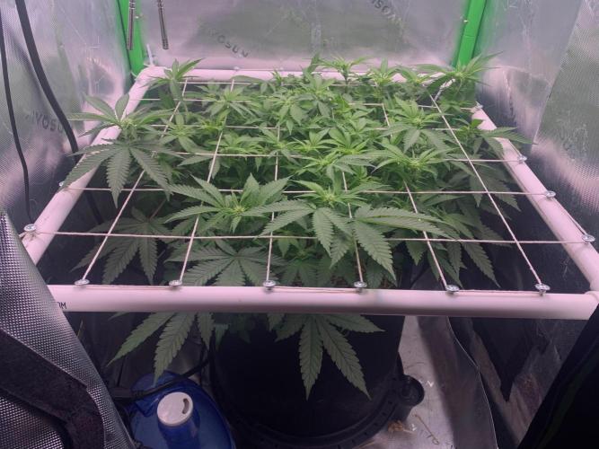 R12: Fuel DOG. Week 10 - 1/1/26