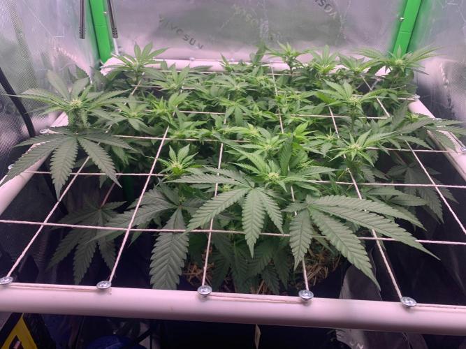 R12: Fuel DOG. Week 11 - 1/2/26