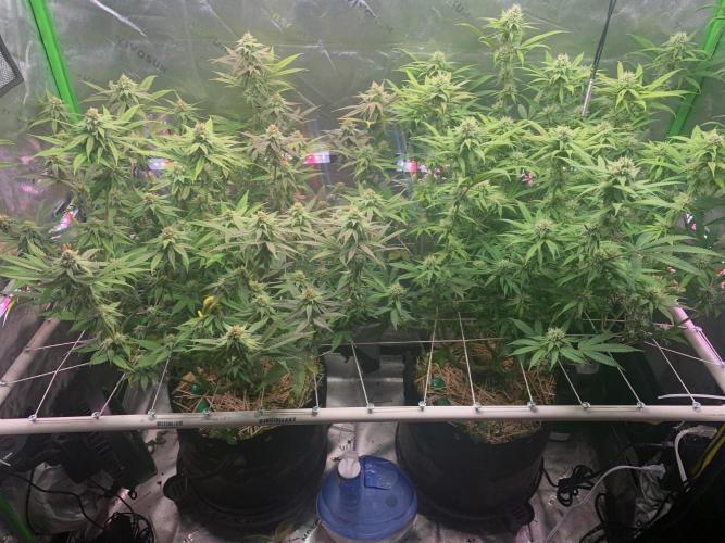 R11: Purple Ghost Candy. Week 14 - 1/4/26