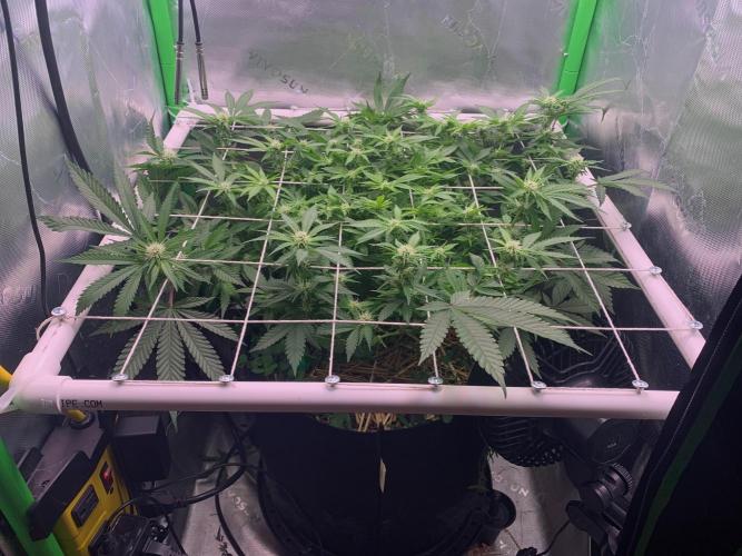 R12: Fuel DOG. Week 11 - 1/5/26