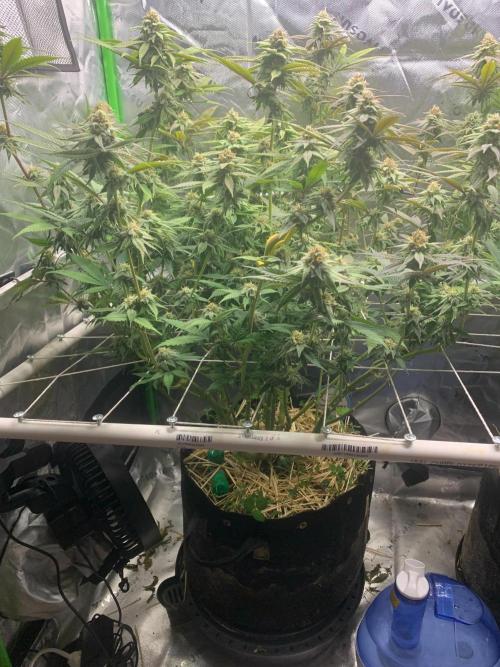 R11: Purple Ghost Candy. Week 14 - 1/5/26 - #1