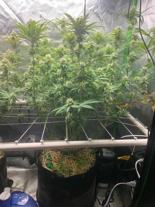 R11: Purple Ghost Candy. Week 14 - 1/5/26 - #2