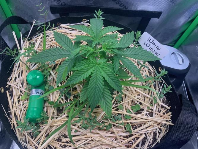 R14: White Widow. Week 4 - 1/8/26