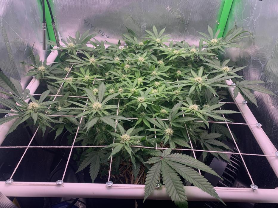 R12: Fuel DOG. Week 12