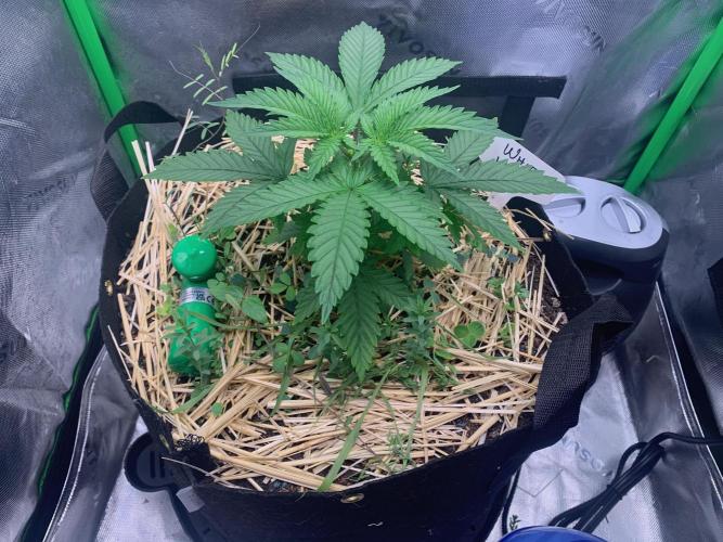 R14: White Widow. Week 5 - 1/10/26