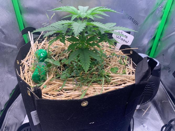 R14: White Widow. Week 5 - 1/10/26