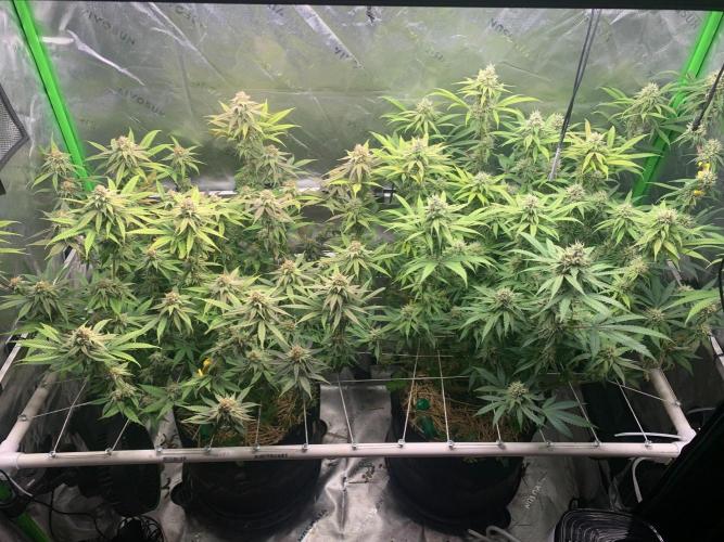 R11: Purple Ghost Candy. Week 15 - 1/11/26